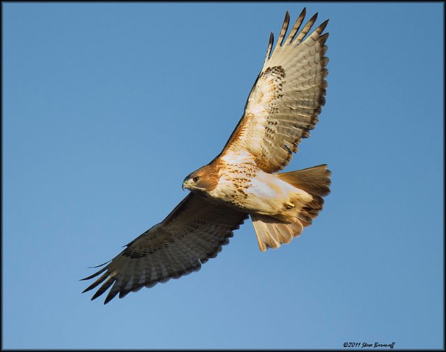 _1SB8990 red-tailed hawk.jpg